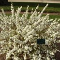 Prunus glandulosa 'Alba Plena' P7